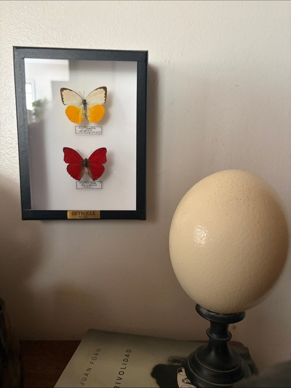 Deyrolle Butterflies, ethical taxidermy Catopsilia Scylla Cymothoe Sangaris NWT